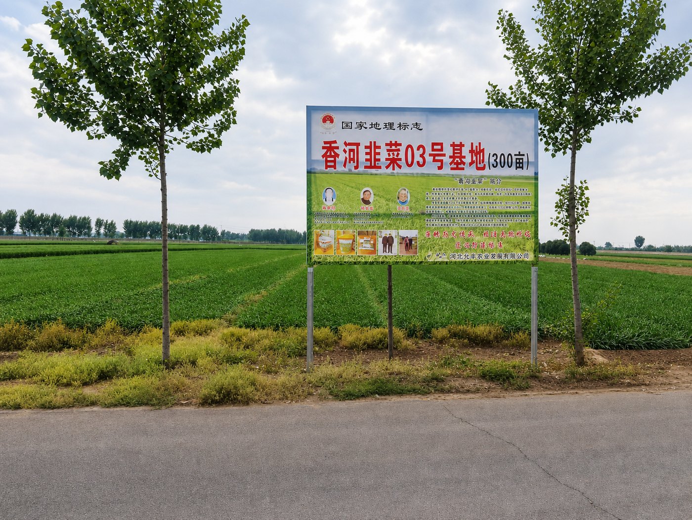 香河韭菜03号基地